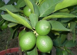 Citrus Lime  Lime, Zöld citrom